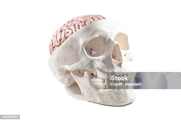 Teschio Umano Con Modello Di Cervello Isolato - Fotografie stock e altre immagini di Anatomia umana - Anatomia umana, Cervelletto, Cervello umano