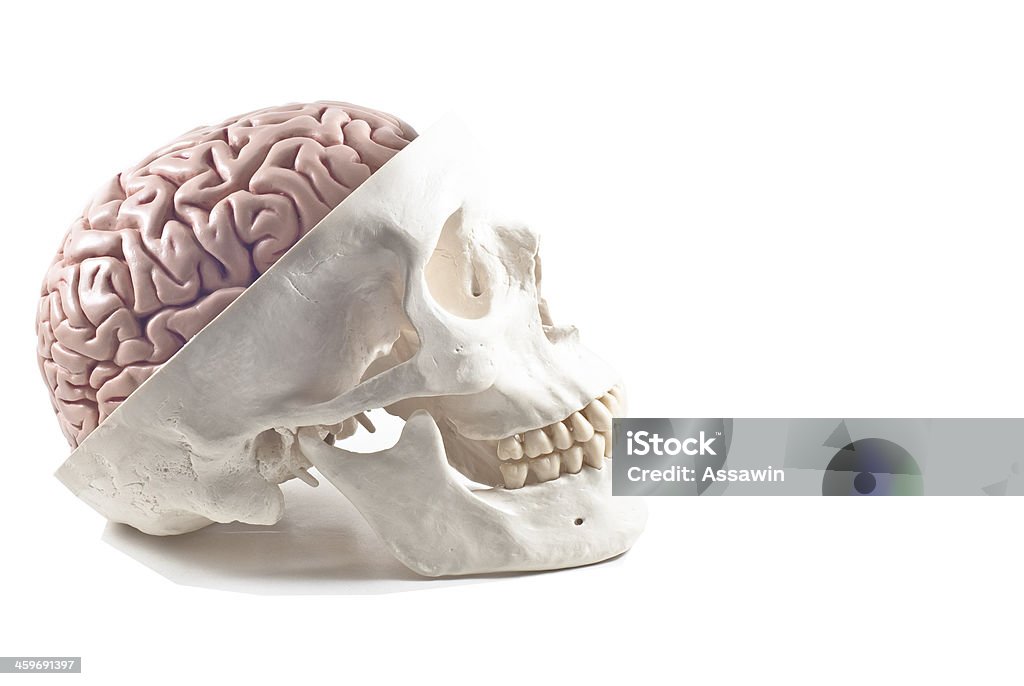 Человеческий череп с мозга модели, изолированные - Стоковые фото Ад роялти-фри