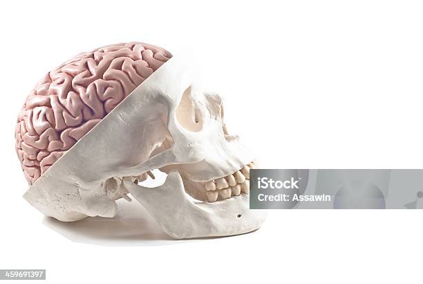 Человеческий Череп С Мозга Модели Изолированные — стоковые фотографии и другие картинки Ад - Ад, Анатомия, Болезнь