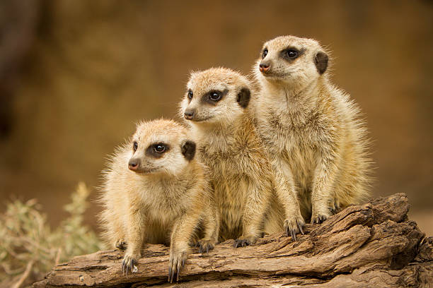 família suricate - suricate - fotografias e filmes do acervo