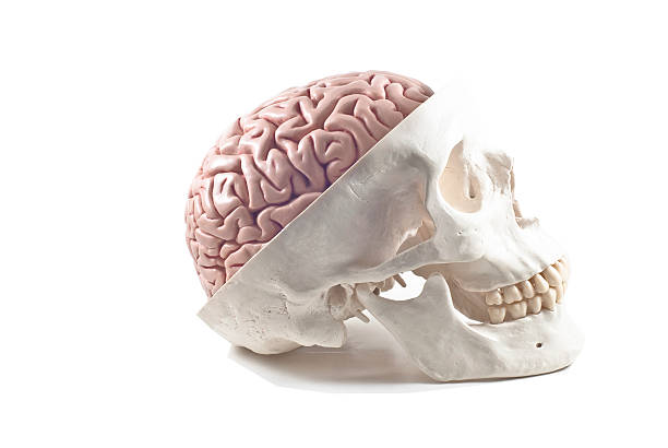 человеческий череп с мозга модели, изолированные - sapience стоковые фото и изображения