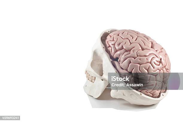 Photo libre de droit de Crâne Avec Cerveau Humain Modèle Isolation banque d'images et plus d'images libres de droit de Anatomie - Anatomie, Cerveau humain, Cervelet