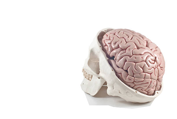 teschio umano con modello di cervello isolato - sapience foto e immagini stock