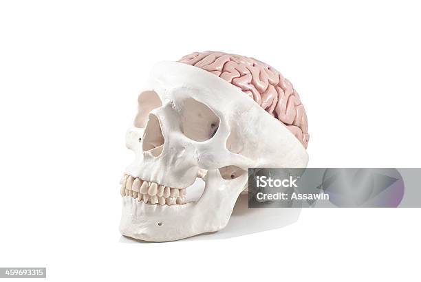 Menschlicher Schädel Mit Gehirnmodell Isoliert Stockfoto und mehr Bilder von Anatomie - Anatomie, Betrachtung, Einzelner Gegenstand
