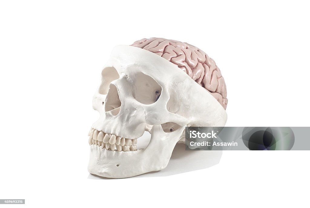 Teschio umano con modello di cervello isolato - Foto stock royalty-free di Anatomia umana