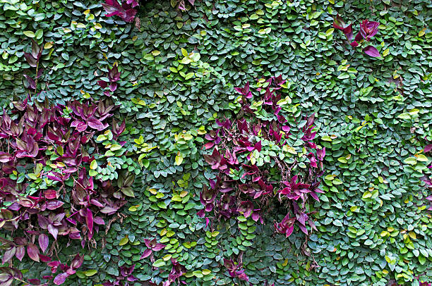 istock Close-up of wall covered with a climbing wine. 459695837