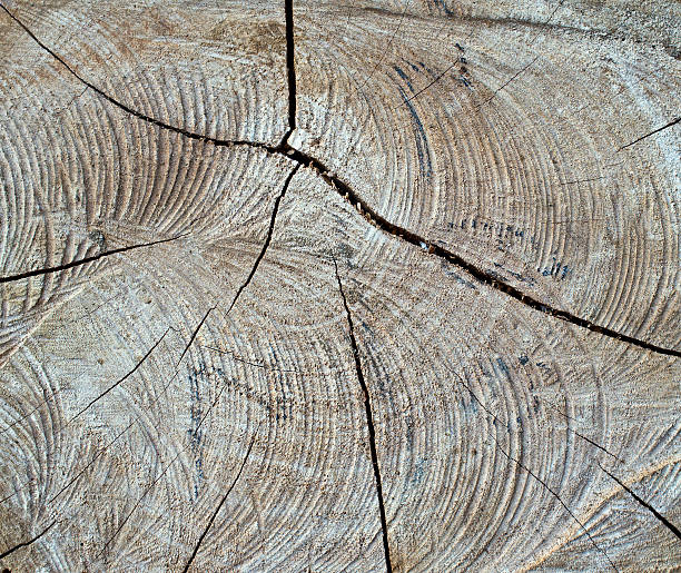 istock Old log from tropical hardwood. 459695919