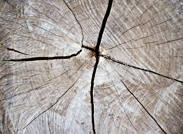 istock Old log from tropical hardwood. 459695973
