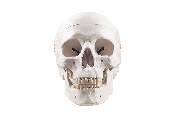 modello di cranio umano isolato - sapience foto e immagini stock