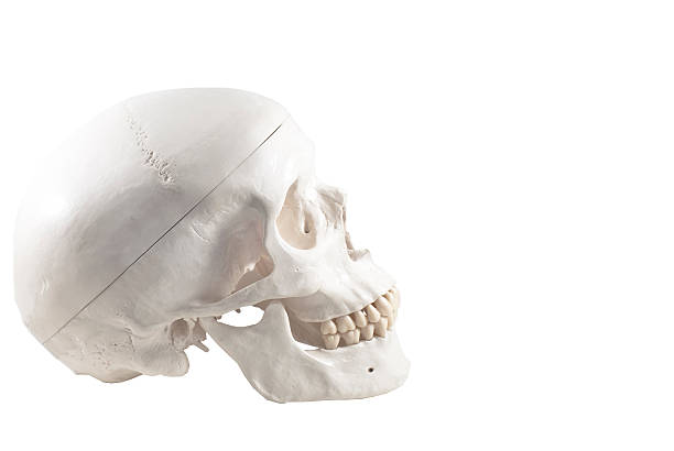 человеческий череп, изолированные модель - sapience стоковые фото и изображения