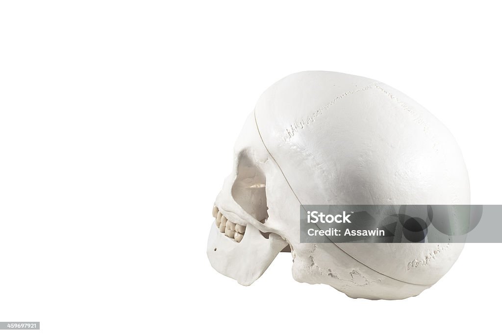 Crânio humano, isolados de modelo - Royalty-free Anatomia Foto de stock