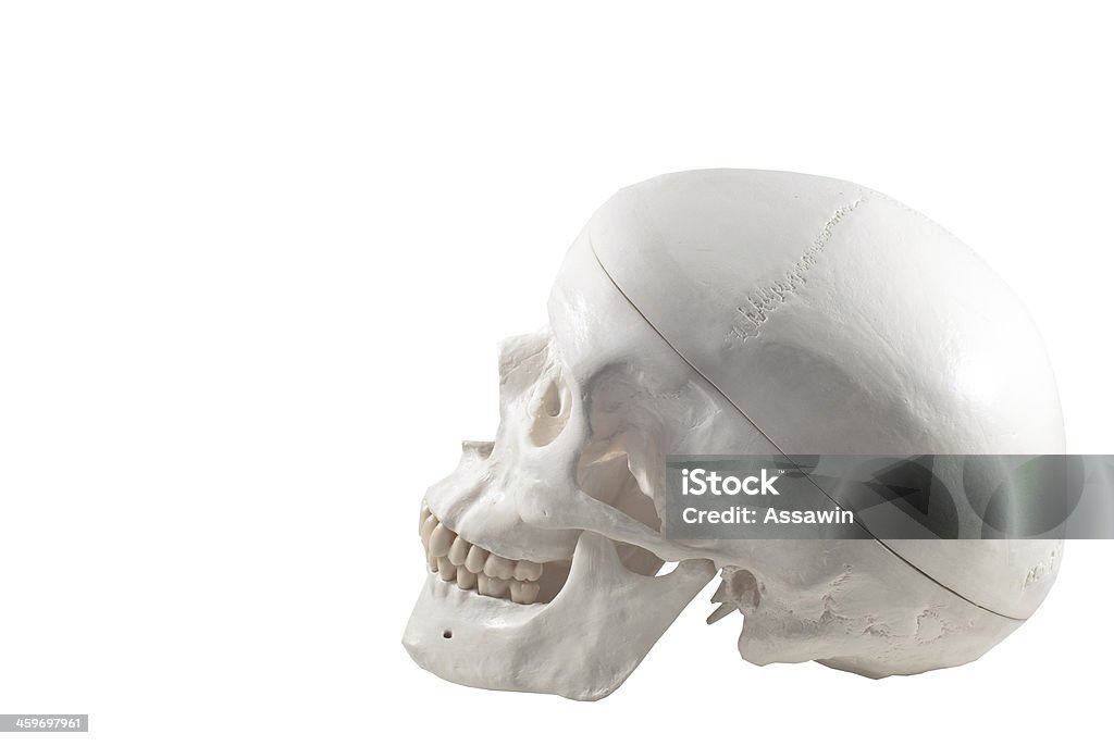 Crânio modelo, isolada - Foto de stock de Anatomia royalty-free