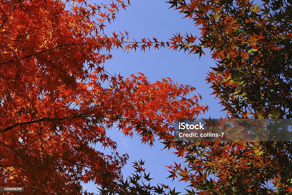 Maple  Patterns Osaka City - Japan Autumn Stock Photo
