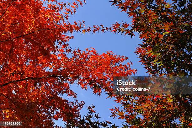 Maple Patterns Stock Photo - Download Image Now - Autumn, Autumn Leaf Color, Branch - Plant Part