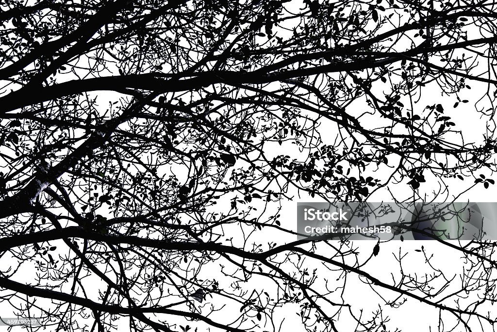 Schatten tree branch - Lizenzfrei Ast - Pflanzenbestandteil Stock-Foto