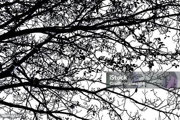 Schatten Tree Branch Stockfoto und mehr Bilder von Ast - Pflanzenbestandteil - Ast - Pflanzenbestandteil, Baum, Blatt - Pflanzenbestandteile