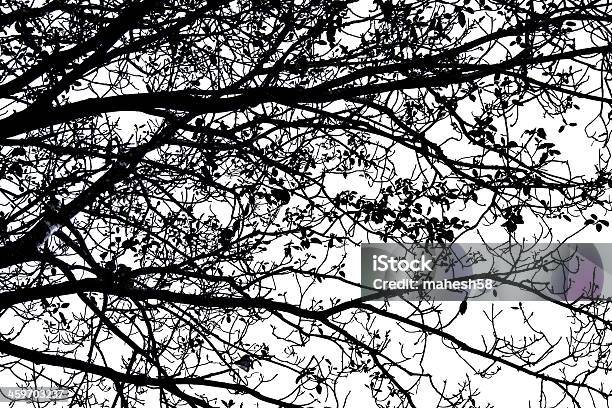 Photo libre de droit de Ombre De Larbre Branche banque d'images et plus d'images libres de droit de Arbre - Arbre, Branche - Partie d'une plante, Ciel