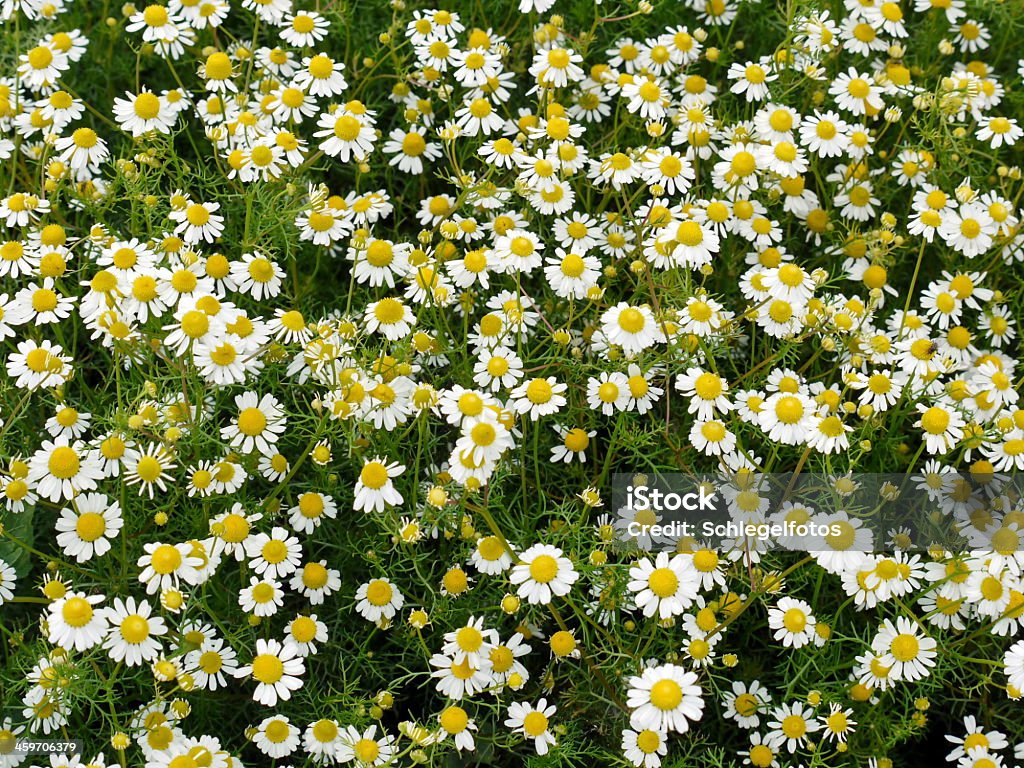 Endless chamomile blossoms in the meadow chamomile nature background Chamomile Stock Photo