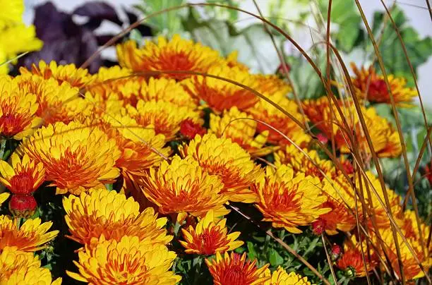 chrysanthemum flowers