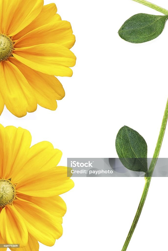 Sunflower Isolated Beauty In Nature Stock Photo