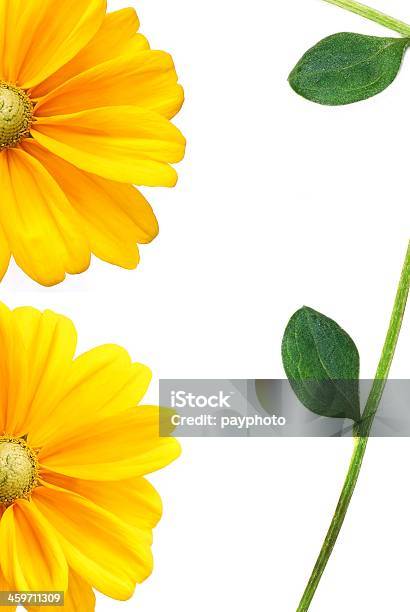 Sunflower Isolated Stock Photo - Download Image Now - Beauty In Nature, Clipping Path, Cut Out