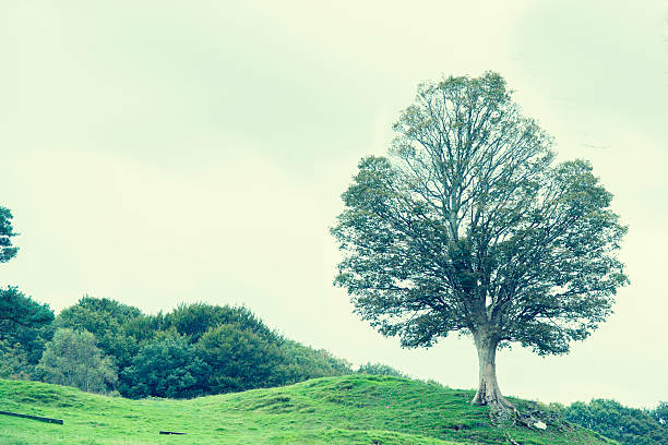 istock Landscape in the Lake District National Park 459720857