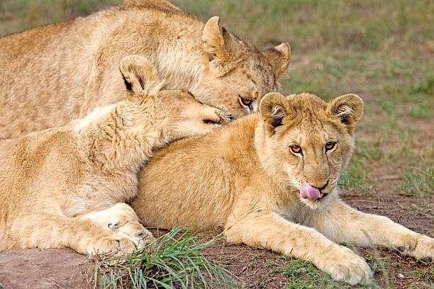 istock Three lion cubs resting, South Africa 459721087