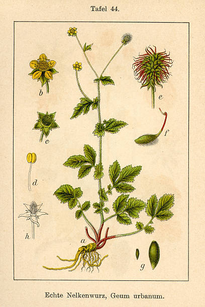istock Botanic FiA v08 t44 Geum urbanum 459722191
