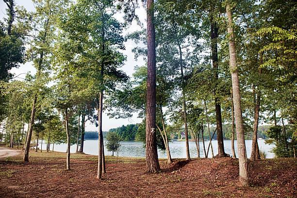 Trees by Green Lane Lake, Pennsylvania, USA