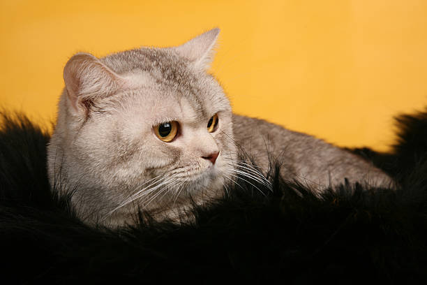 istock British silver gray cat on black fur looking aside 459726173