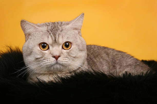 istock British silver gray cat on black fur looking straight 459726181