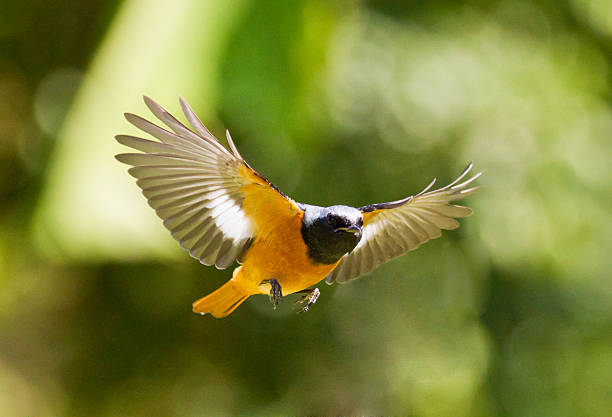 istock male Daurian Redstart in flight,Phoenicurus auroreus 459728795