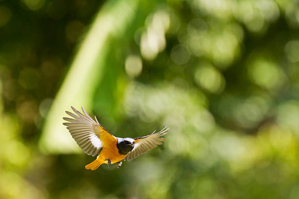 istock male Daurian Redstart in flight,Phoenicurus auroreus 459728809