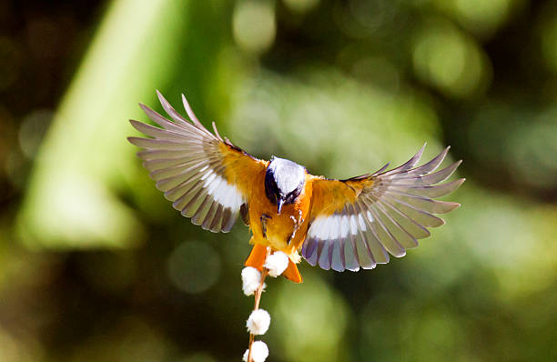 istock male Daurian Redstart in flight,Phoenicurus auroreus 459728811