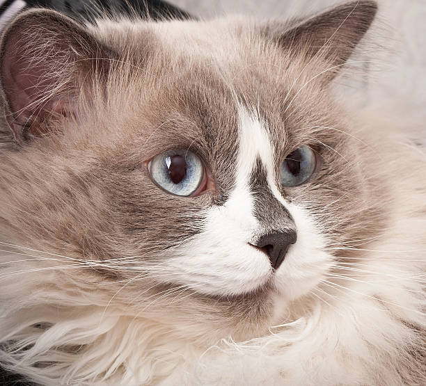 istock Ragdoll breed of cat face close-up 459729359