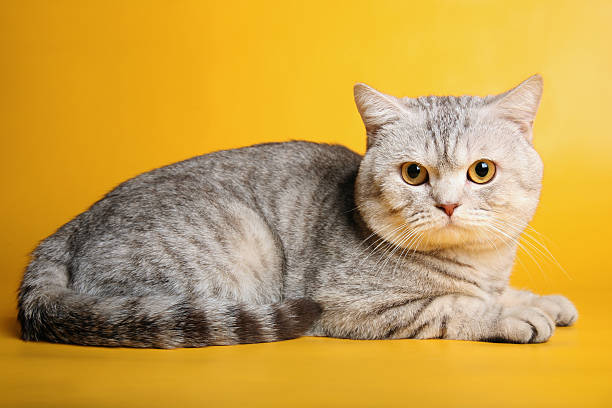 istock British silver gray cat on yellow background looking straight 459729415