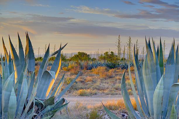 paisaje-blouboskuil karoo - the karoo fotografías e imágenes de stock