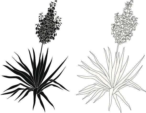 Plant Yucca, contours and silhouettes Flowering plant Yucca, black contours and silhouettes isolated on white background. Vector yucca stock illustrations