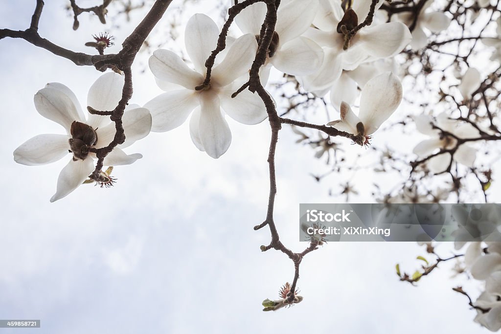 Close-up of white Magnolia tree blossoms. Beauty In Nature Stock Photo