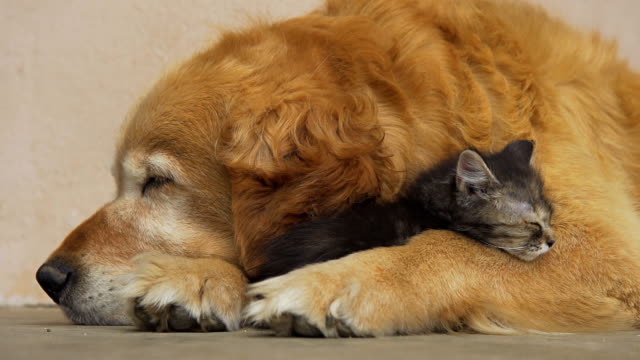 HD: Kitten And Dog Sleeping Together