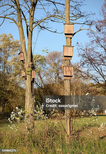 Matasse Sullalbero Nella Foresta - Fotografie stock e altre immagini di Albero - Albero, Ambientazione esterna, Autunno