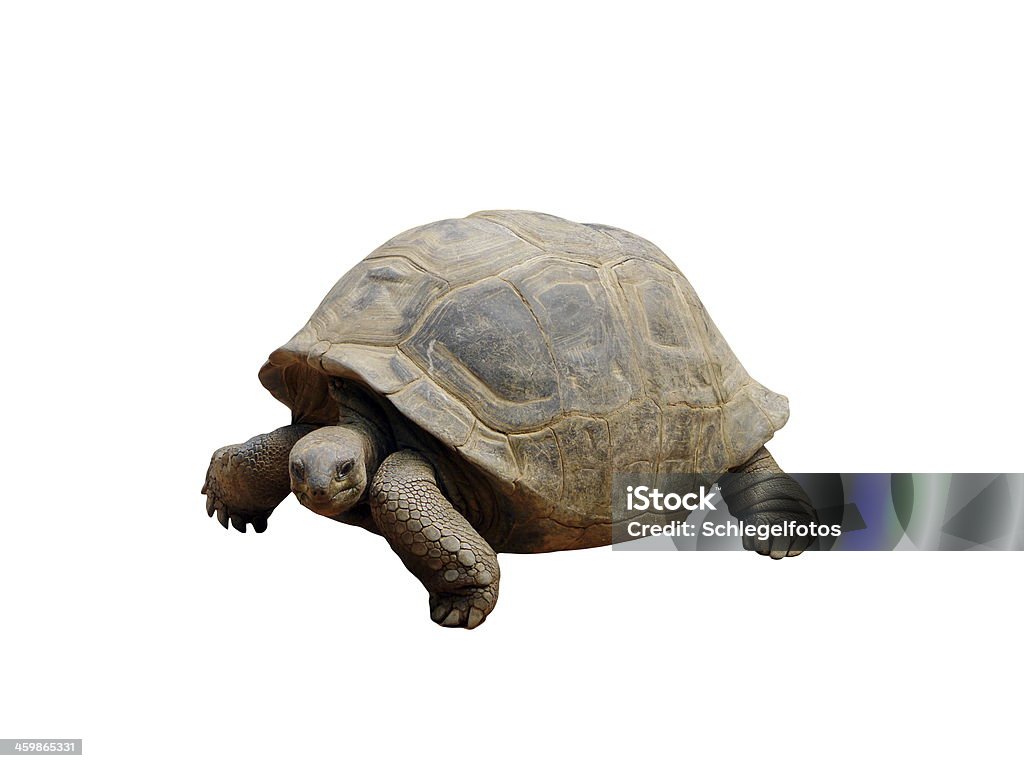 Turtles Isolate Turtle Isolated Stock Photo - Download Image Now - Animal, Animal Shell ...