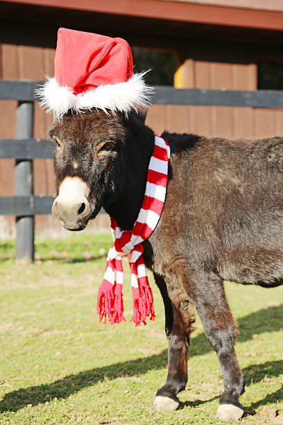 Santa Donkey in the Sun stock photo