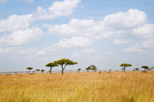 landscape with flat topped acacias in the savannah in east africa - national park masa mara in kenya