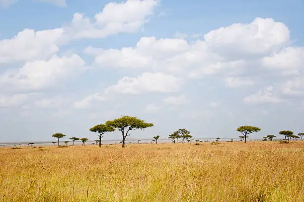 landscape with flat topped acacias in the savannah in east africa - national park masa mara in kenya