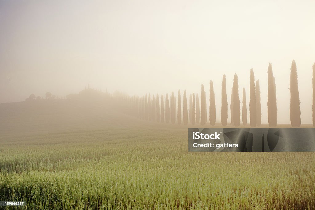 cypress деревьев в Туман - Стоковые фото В ряд роялти-фри