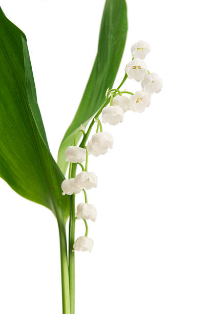 istock Lily of the valley [Convallaria majalis] 459866617