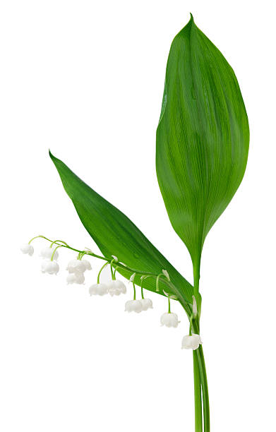istock Lily of the valley [Convallaria majalis] 459866629