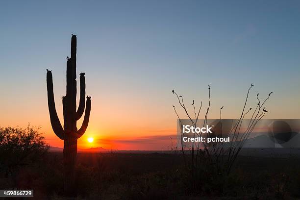 해질녘까지 및 캐터스 0명에 대한 스톡 사진 및 기타 이미지 - 0명, Southern Arizona, 맑은 하늘