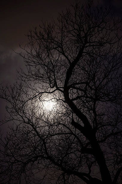 istock Silhouette of trees in the moonlight. 459868809